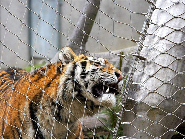 虎獅豹圍網 猛獸籠舍網案例